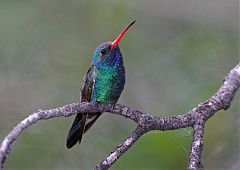 Broad-billed Hummingbird