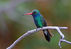 Broad-billed Hummingbird