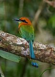 Broad-billed Motmot