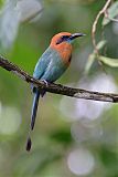 Broad-billed Motmot