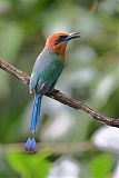 Broad-billed Motmot