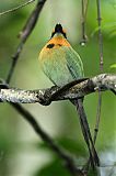 Broad-billed Motmot