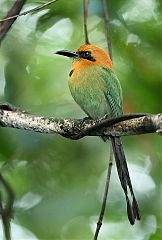 Broad-billed Motmot