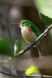 Broad-billed Todyborder=