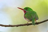 Broad-billed Todyborder=