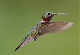 Broad-tailed Hummingbird