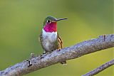 Broad-tailed Hummingbird