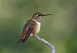 Broad-tailed Hummingbird