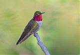 Broad-tailed Hummingbirdborder=