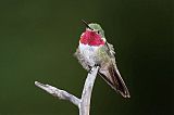 Broad-tailed Hummingbird