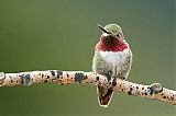 Broad-tailed Hummingbirdborder=