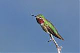 Broad-tailed Hummingbirdborder=