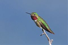 Broad-tailed Hummingbird