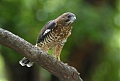 Broad-winged Hawk Broad-winged Hawk