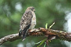 Broad-winged Hawk