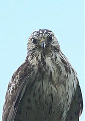 Broad-winged Hawk