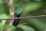 Bronze-tailed Plumeleteerborder=