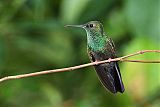 Bronze-tailed Plumeleteerborder=