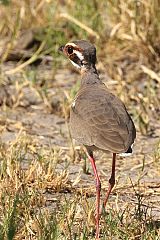 Bronze-winged Courser