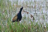 Bronze-winged Jacanaborder=
