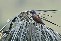 Bronze-winged Parrot