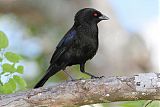 Bronzed Cowbird