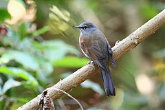 Brown-backed Solitaire