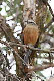 Brown-backed Chat-Tyrant