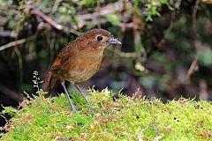 Brown-banded Antpitta