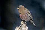 Brown-capped Rosy-Finch