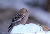 Brown-capped Rosy-Finch