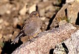 Brown-capped Rosy-Finch