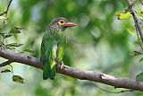 Brown-headed Barbetborder=