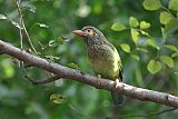 Brown-headed Barbetborder=