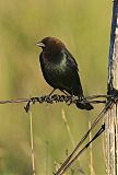 Brown-headed Cowbirdborder=