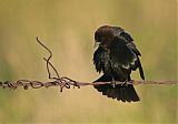 Brown-headed Cowbirdborder=