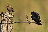 Brown-headed Cowbirdborder=