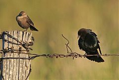 Brown-headed Cowbird