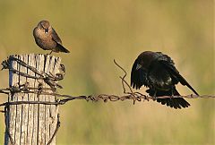 Brown-headed Cowbird