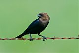 Brown-headed Cowbirdborder=