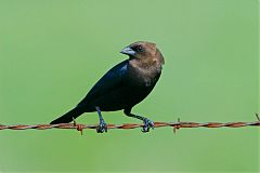 Brown-headed Cowbird