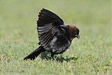 Brown-headed Cowbirdborder=