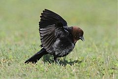 Brown-headed Cowbird