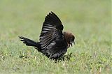 Brown-headed Cowbird