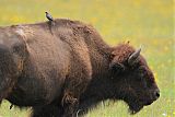 Brown-headed Cowbirdborder=