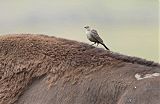 Brown-headed Cowbird