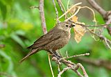 Brown-headed Cowbird