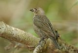 Brown-headed Cowbirdborder=