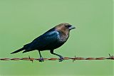 Brown-headed Cowbirdborder=