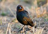 Brown-headed Cowbirdborder=